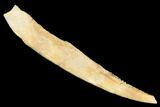 Fossil Shark (Hybodus) Dorsal Spine - Kem Kem Beds, Morocco #183445-1